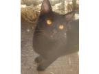 Adopt Scout a All Black Domestic Shorthair (short coat) cat in Camden