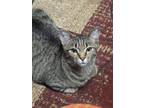 Adopt Roo a Gray, Blue or Silver Tabby Domestic Shorthair (short coat) cat in