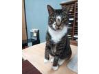 Adopt Northstar a Tan or Fawn Tabby Domestic Shorthair (short coat) cat in