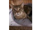 Adopt Olive a Gray, Blue or Silver Tabby Domestic Shorthair (short coat) cat in