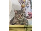 Adopt Pickle a Gray, Blue or Silver Tabby Domestic Shorthair (short coat) cat in
