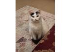 Adopt Bedros a Black & White or Tuxedo Domestic Shorthair (long coat) cat in