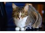 Adopt Pepper a Gray, Blue or Silver Tabby Domestic Shorthair (medium coat) cat