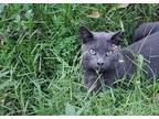 Adopt Sterling a Gray or Blue (Mostly) Domestic Shorthair (short coat) cat in
