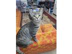 Adopt Limon a Gray, Blue or Silver Tabby Domestic Shorthair (short coat) cat in