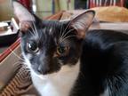 Adopt Lucy a Black & White or Tuxedo Domestic Shorthair (short coat) cat in