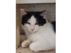 Adopt Denim a Black & White or Tuxedo Domestic Longhair (long coat) cat in