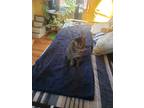 Adopt Zeus a Tan or Fawn Tabby Domestic Shorthair (short coat) cat in Camden