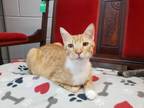 Adopt Jasper a Orange or Red Tabby Domestic Shorthair (short coat) cat in