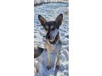 Adopt Duke2 a White Husky / Mixed Breed (Medium) / Mixed (short coat) dog in