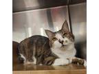 Adopt Cindy Lou a Brown Tabby Domestic Shorthair / Mixed Breed (Medium) / Mixed