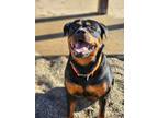 Adopt Ranger a Black - with Brown, Red, Golden, Orange or Chestnut Rottweiler /