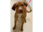 Adopt Zarra a Red/Golden/Orange/Chestnut - with White Shar Pei / Mixed dog in
