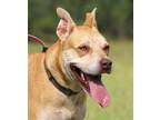 Adopt Masha a Labrador Retriever / Mixed dog in North Fort Myers, FL (39224107)