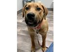 Adopt Annabelle a Tan/Yellow/Fawn Mastiff / Mixed Breed (Large) / Mixed dog in