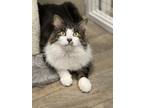 Adopt Samwise a Brown Tabby Domestic Mediumhair / Mixed (long coat) cat in
