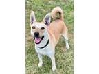 Adopt Artie a Beagle / Husky / Mixed dog in Tiffin, OH (39933861)