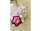 Adopt Darwin a Domestic Shorthair / Mixed cat in Indiana, PA (39648504)