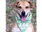 Adopt ROSIE a Labrador Retriever / Hound (Unknown Type) / Mixed dog in Fort