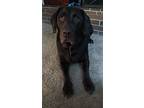 Adopt Chase a Labrador Retriever / Beagle / Mixed dog in Battle Ground