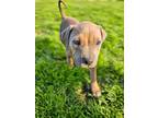Adopt Edyn a Tan/Yellow/Fawn American Pit Bull Terrier / Mixed dog in Saratoga