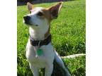 Adopt Simon a Red/Golden/Orange/Chestnut - with White Basenji / Jack Russell