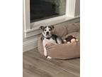 Adopt Benny a Black Boston Terrier / Mixed Breed (Medium) / Mixed (short coat)
