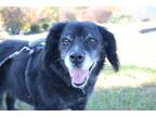 Adopt Hallie a Black Collie / Mixed dog in Newport, KY (39096728)