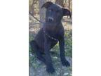 Adopt Edward a Black - with White German Shepherd Dog / Australian Cattle Dog /