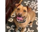 Adopt Duck a Tan/Yellow/Fawn Labrador Retriever / American Staffordshire Terrier