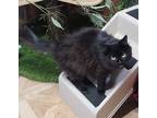 Adopt Liza a Black (Mostly) Domestic Mediumhair (medium coat) cat in Abbeville
