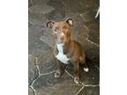 Adopt Fiona a Tan/Yellow/Fawn American Pit Bull Terrier / Mixed Breed (Medium) /