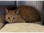 Adopt Tony a Orange or Red Domestic Shorthair / Mixed Breed (Medium) / Mixed
