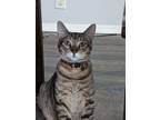 Adopt Keanu a Gray or Blue Domestic Shorthair / Mixed Breed (Medium) / Mixed