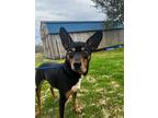 Adopt roxy a Black Miniature Pinscher / Mixed Breed (Medium) / Mixed (short