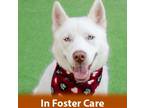 Adopt Thor a White Siberian Husky / Spitz (Unknown Type, Medium) / Mixed dog in