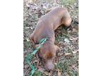 Adopt Cleo a Brown/Chocolate Labrador Retriever / Mixed dog in Abbeville
