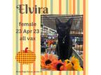 Adopt Elvira a All Black Domestic Shorthair / Mixed (short coat) cat in Sumter