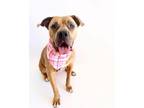 Adopt Penny a Tan/Yellow/Fawn - with White Mastiff / Mixed dog in Scottsdale