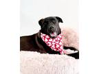 Adopt Brody a Black Great Pyrenees / Pit Bull Terrier / Mixed dog in Scottsdale