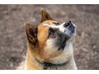 Adopt Tilly a Red/Golden/Orange/Chestnut Akita / Mixed dog in Toms River