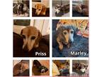 Adopt Priss and Marley a Red/Golden/Orange/Chestnut - with White Dachshund /