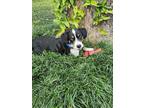 Adopt Max a Black - with White Corgi / Australian Shepherd / Mixed dog in