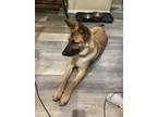 Adopt Diesel a Tan/Yellow/Fawn Belgian Malinois / Mixed dog in Grants Pass