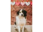 Adopt Riley a White - with Black Border Collie / Mixed dog in Sandston