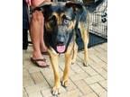 Adopt Maxwell a Tan/Yellow/Fawn - with Black German Shepherd Dog / Mixed dog in