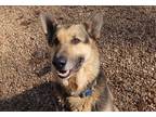 Adopt Scooby a Black - with Tan, Yellow or Fawn German Shepherd Dog / Mixed dog