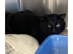 Adopt Burger King a All Black Domestic Shorthair / Mixed Breed (Medium) / Mixed