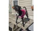 Adopt Paisley a Black - with White Mixed Breed (Medium) / Mixed dog in