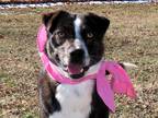 Adopt Leia a Tricolor (Tan/Brown & Black & White) Australian Cattle Dog / Border